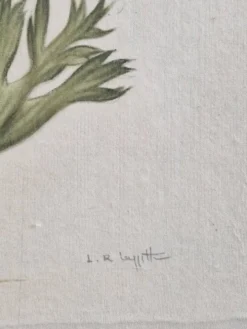 Dessin à l'aquarelle sur soie - Anémone - La Roche Laffitte (Né en 1943)