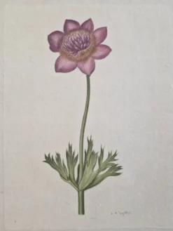 Dessin à l'aquarelle sur soie - Anémone - La Roche Laffitte (Né en 1943)