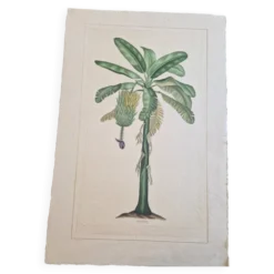 Dessin à l'aquarelle sur soie - Bananier - La Roche Laffitte (Né en 1943)