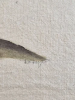 Dessin à l'aquarelle sur soie - Bananier - La Roche Laffitte (Né en 1943)