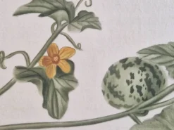 Dessin à l'aquarelle sur soie - Cucumis - La Roche Laffitte (Né en 1943)