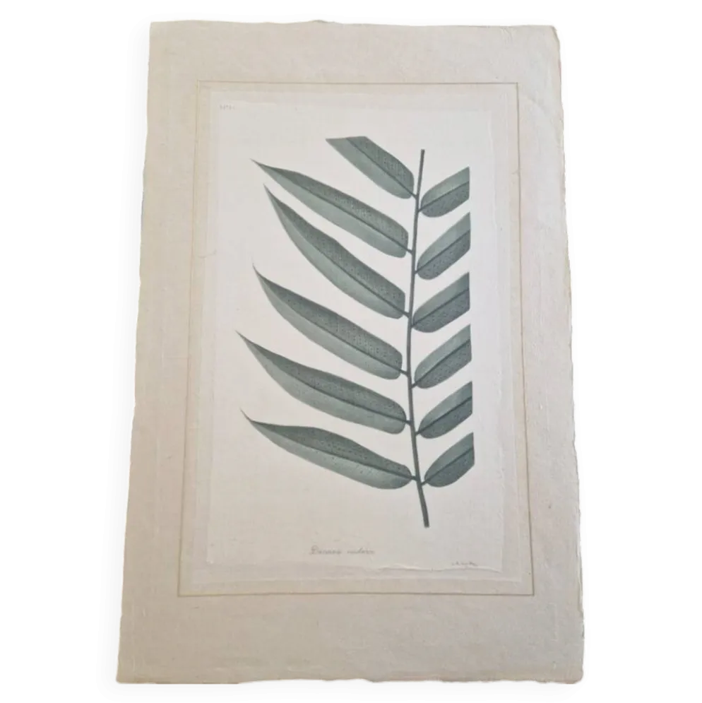 Dessin à l'aquarelle sur soie Danae Nodosa - La Roche Laffitte (Né en 1943)