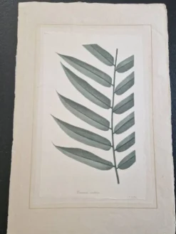 Dessin à l'aquarelle sur soie Danae Nodosa - La Roche Laffitte (Né en 1943)
