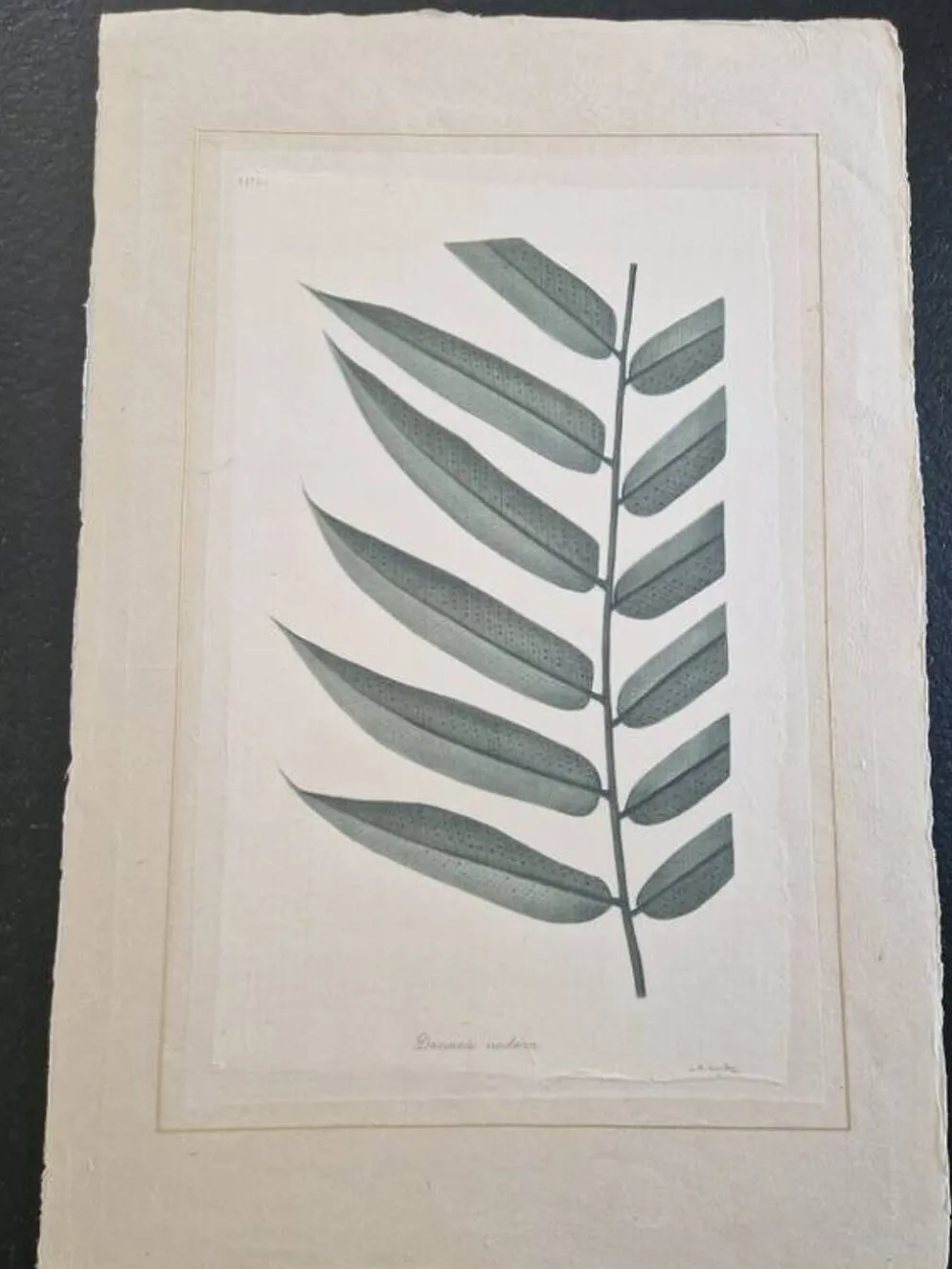 Dessin à l'aquarelle sur soie Danae Nodosa - La Roche Laffitte (Né en 1943)