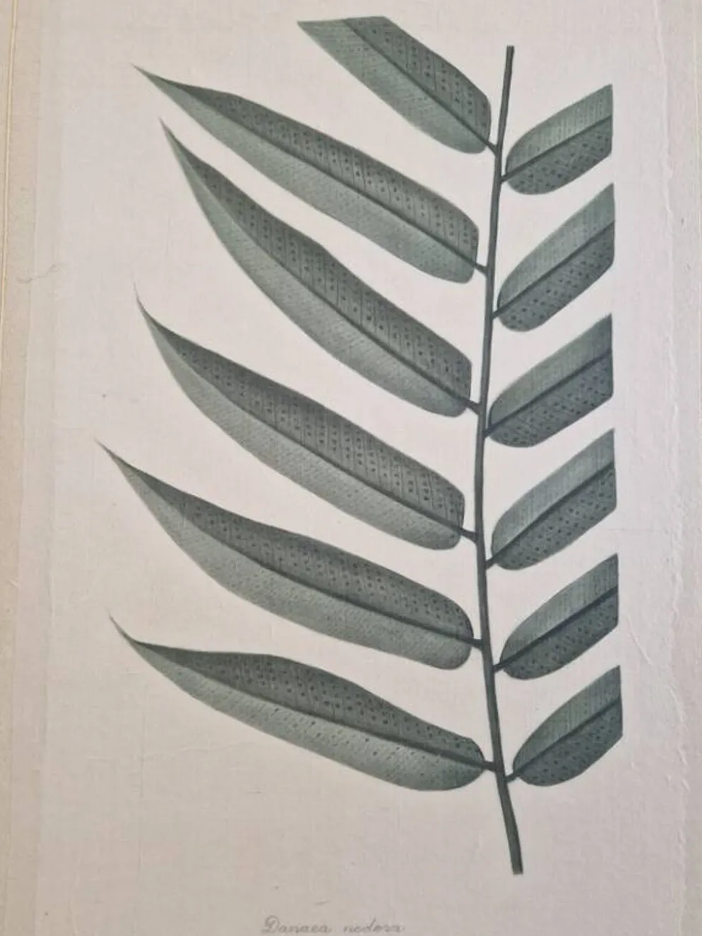 Dessin à l'aquarelle sur soie Danae Nodosa - La Roche Laffitte (Né en 1943)