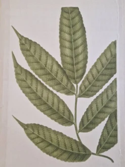 Dessin à l'aquarelle sur soie - Frêne - La Roche Laffitte (Né en 1943)