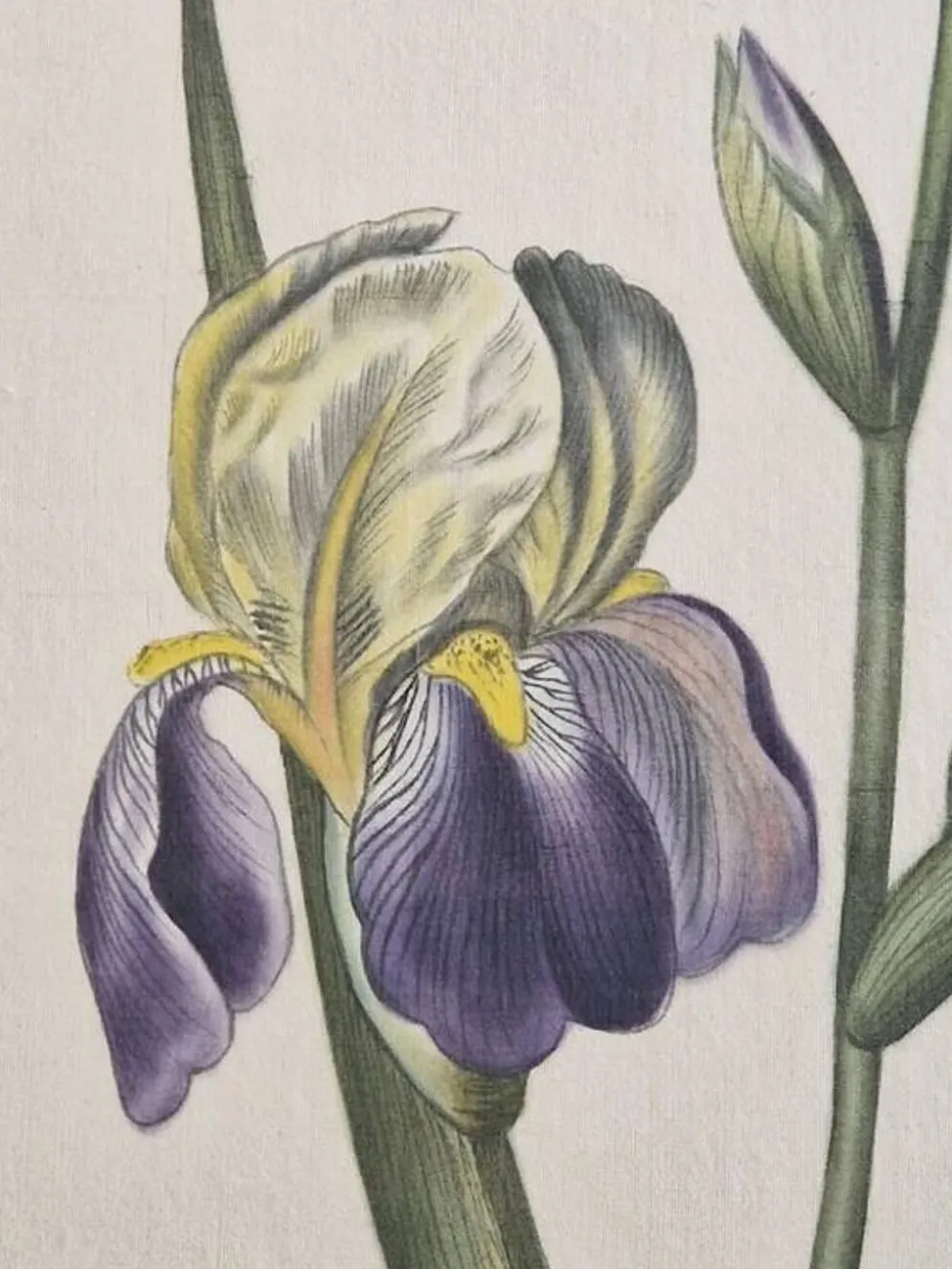 Dessin à l'aquarelle sur soie - Iris - La Roche Laffitte (Né en 1943)