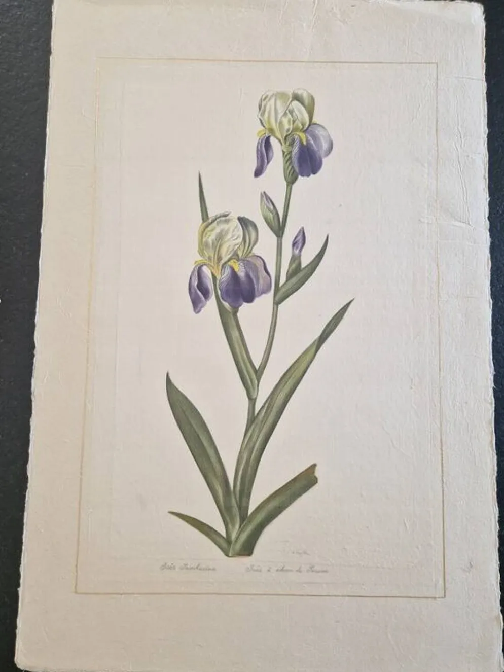 Dessin à l'aquarelle sur soie - Iris - La Roche Laffitte (Né en 1943)