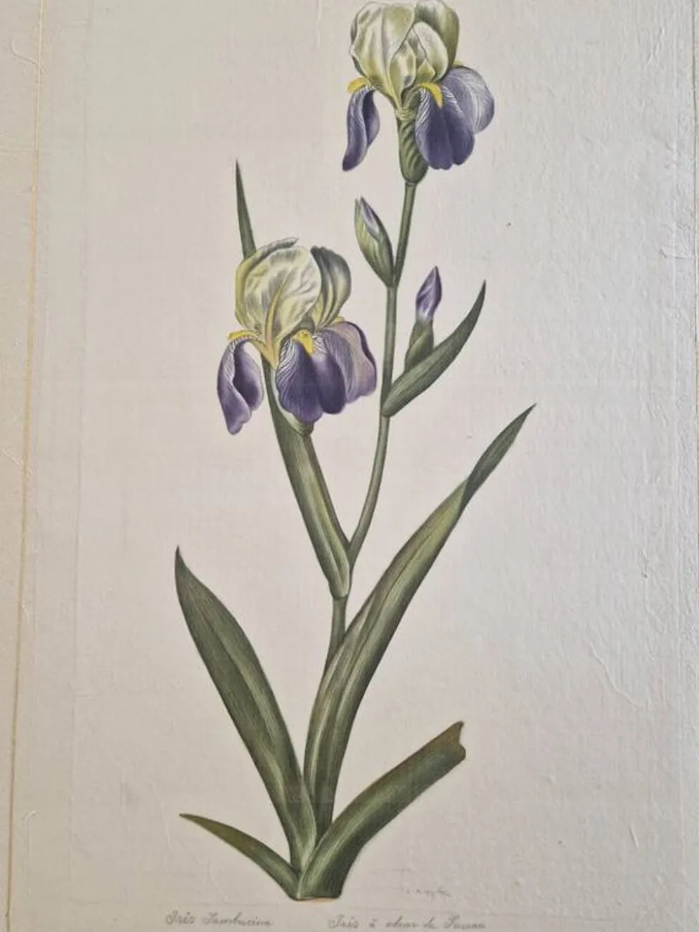 Dessin à l'aquarelle sur soie - Iris - La Roche Laffitte (Né en 1943)