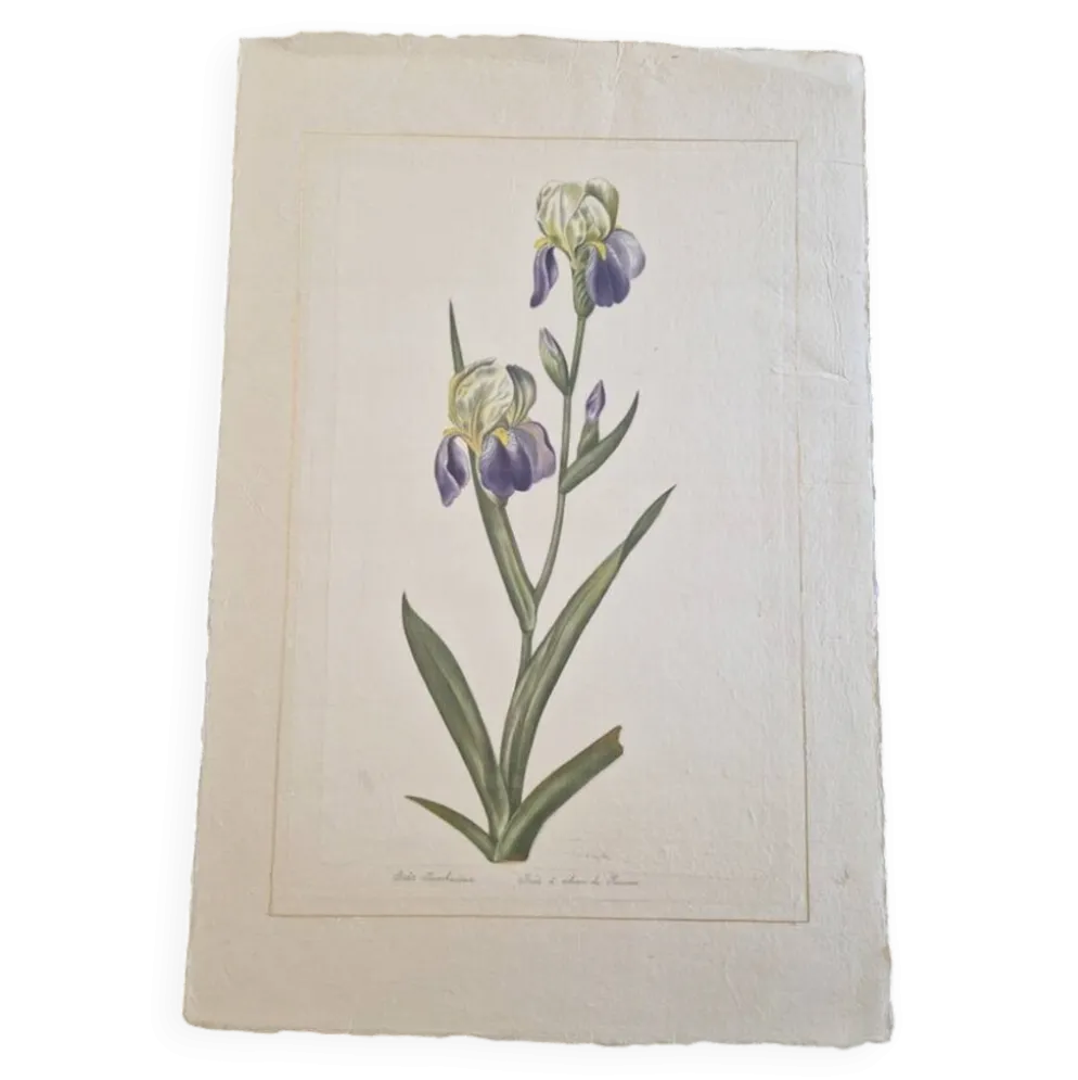 Dessin à l'aquarelle sur soie - Iris - La Roche Laffitte (Né en 1943)