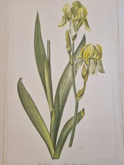 Dessin à l'aquarelle sur soie - Iris jaune - La Roche Laffitte (Né en 1943)