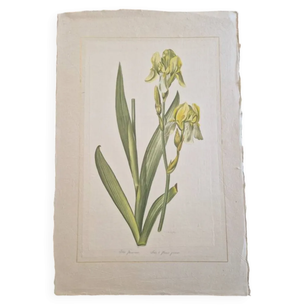 Dessin à l'aquarelle sur soie - Iris jaune - La Roche Laffitte (Né en 1943)