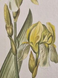 Dessin à l'aquarelle sur soie - Iris jaune - La Roche Laffitte (Né en 1943)