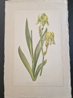 Dessin à l'aquarelle sur soie - Iris jaune - La Roche Laffitte (Né en 1943)