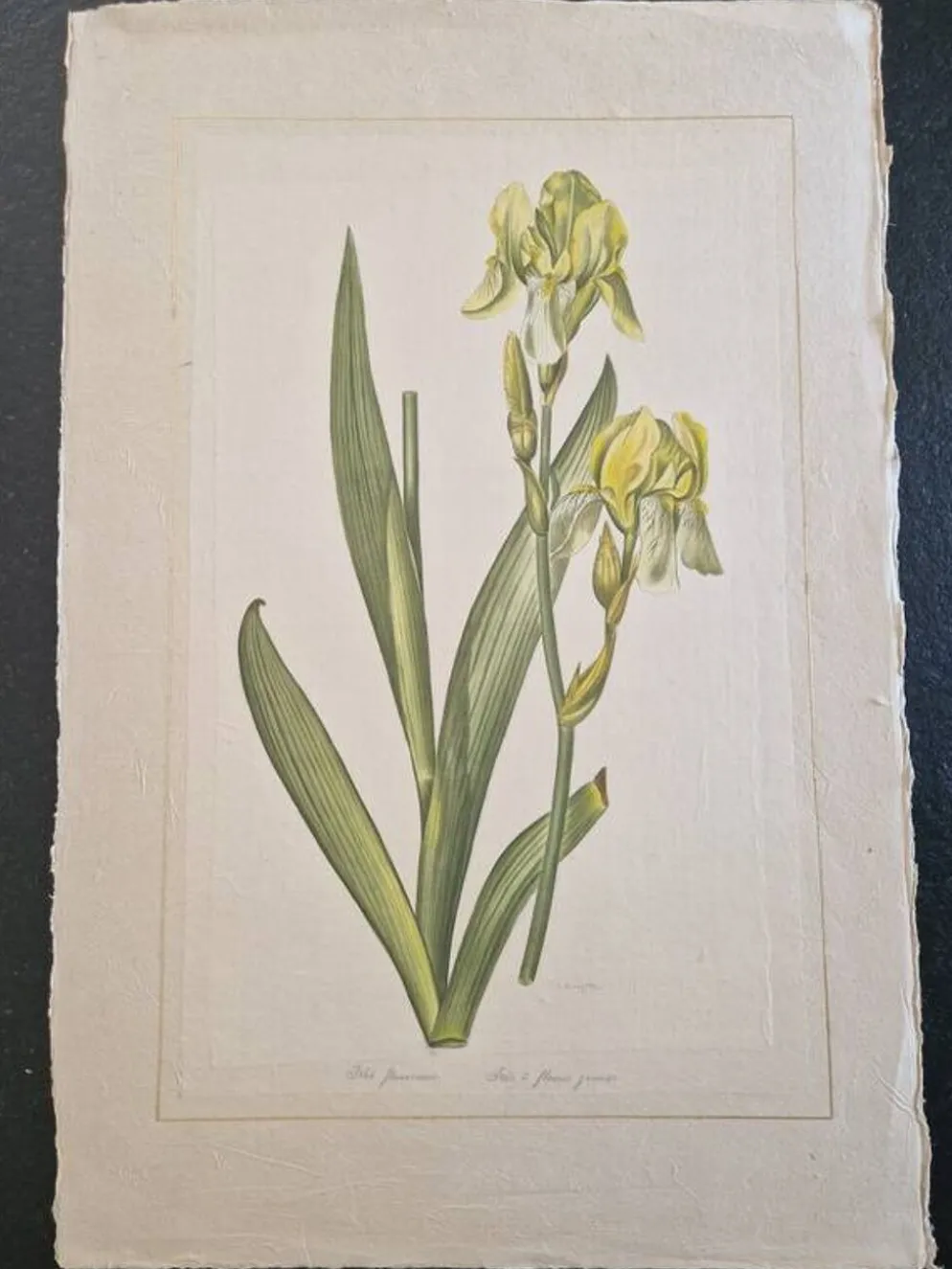 Dessin à l'aquarelle sur soie - Iris jaune - La Roche Laffitte (Né en 1943)