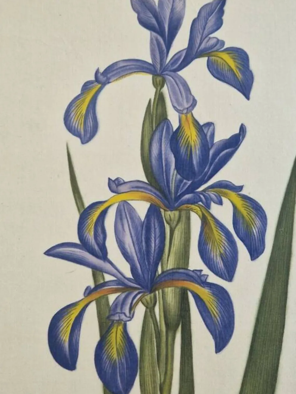 Dessin à l'aquarelle sur soie - Iris - La Roche Laffitte (Né en 1943)