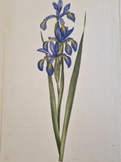 Dessin à l'aquarelle sur soie - Iris - La Roche Laffitte (Né en 1943)
