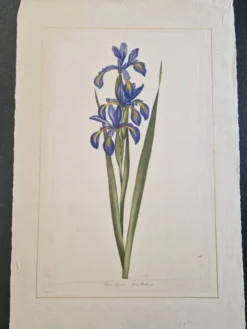 Dessin à l'aquarelle sur soie - Iris - La Roche Laffitte (Né en 1943)