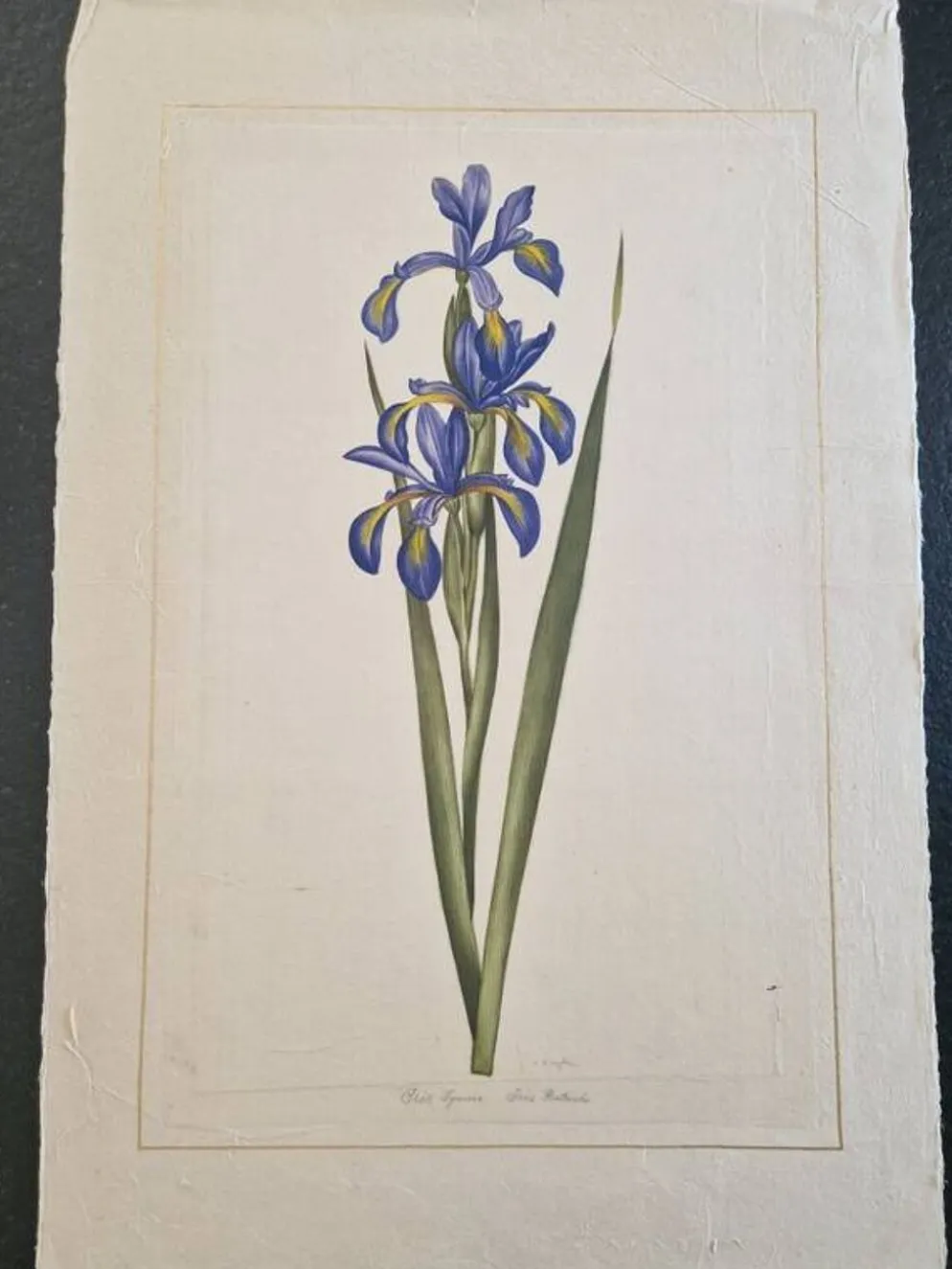 Dessin à l'aquarelle sur soie - Iris - La Roche Laffitte (Né en 1943)