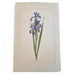 Dessin à l'aquarelle sur soie - Iris - La Roche Laffitte (Né en 1943)