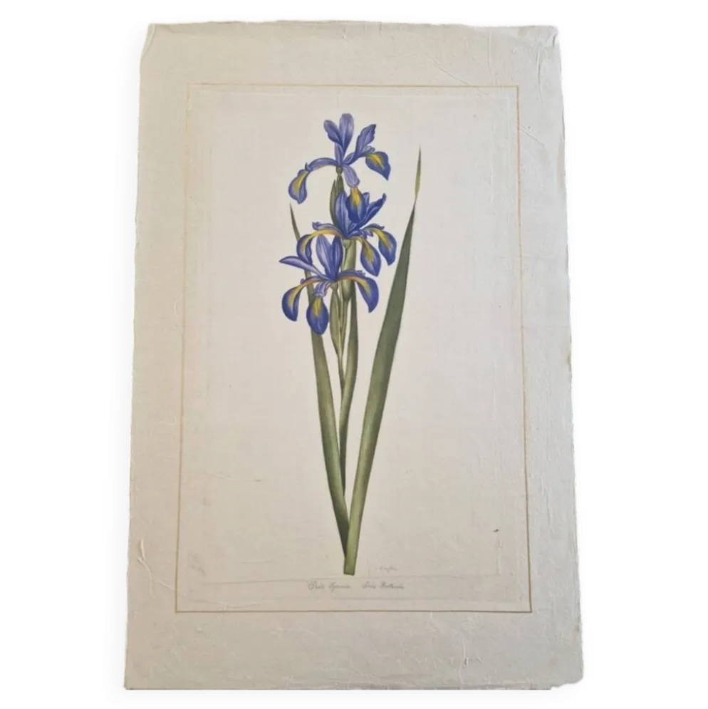 Dessin à l'aquarelle sur soie - Iris - La Roche Laffitte (Né en 1943)