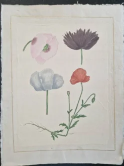 Dessin à l'aquarelle sur soie - Pavots - La Roche Laffitte (Né en 1943)