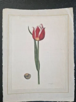 Dessin à l'aquarelle sur soie - Tulipe - La Roche Laffitte (Né en 1943)