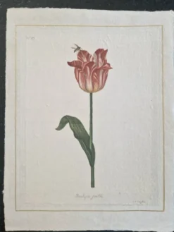 Dessin à l'aquarelle sur soie - Tulipe - La Roche Laffitte (Né en 1943)