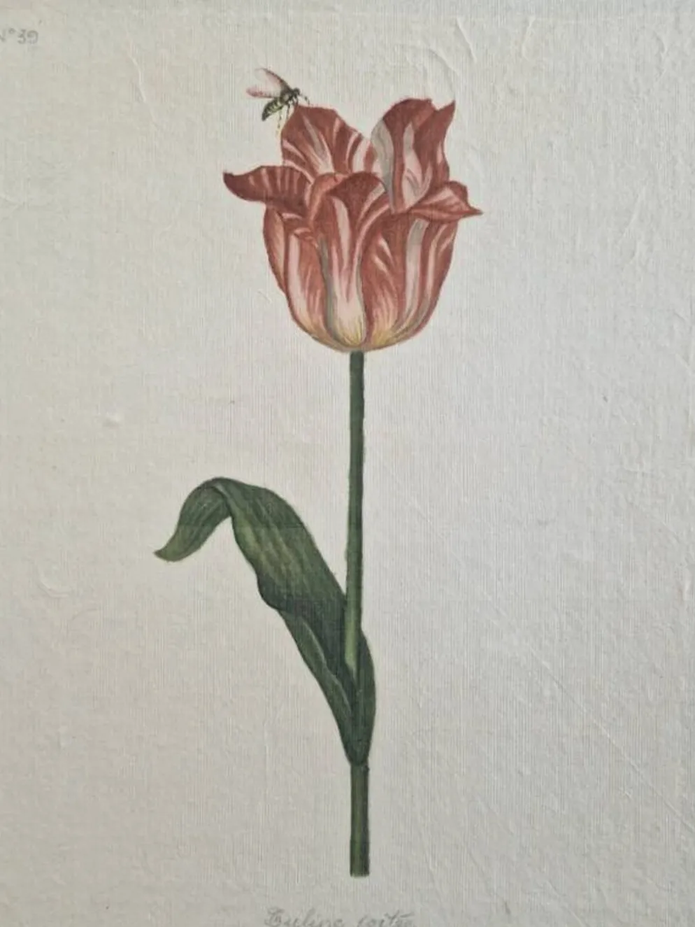 Dessin à l'aquarelle sur soie - Tulipe - La Roche Laffitte (Né en 1943)