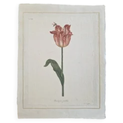 Dessin à l'aquarelle sur soie - Tulipe - La Roche Laffitte (Né en 1943)