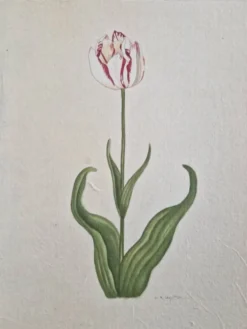 Dessin à l'aquarelle sur soie - Tulipe - La Roche Laffitte (Né en 1943)