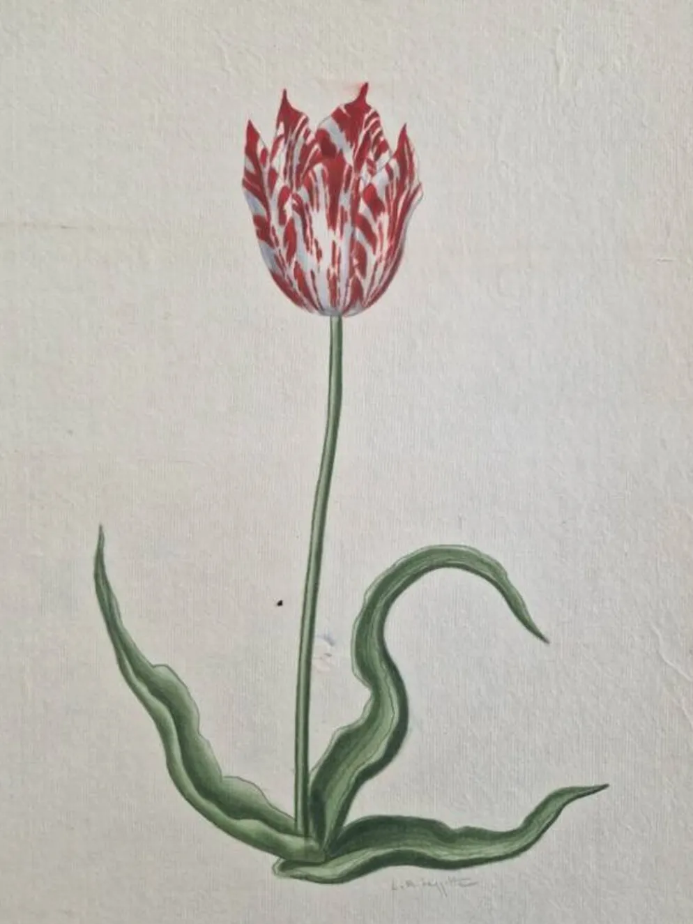 Dessin à l'aquarelle sur soie - Tulipe - La Roche Laffitte (Né en 1943)