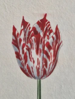 Dessin à l'aquarelle sur soie - Tulipe - La Roche Laffitte (Né en 1943)