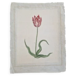 Dessin à l'aquarelle sur soie - Tulipe - La Roche Laffitte (Né en 1943)
