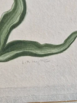 Dessin à l'aquarelle sur soie - Tulipe - La Roche Laffitte (Né en 1943)