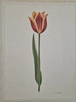 Dessin à l'aquarelle sur soie - Tulipe - La Roche Laffitte (Né en 1943)