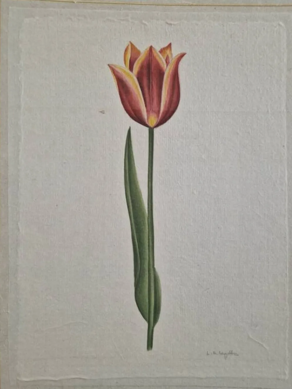 Dessin à l'aquarelle sur soie - Tulipe - La Roche Laffitte (Né en 1943)