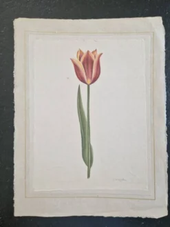 Dessin à l'aquarelle sur soie - Tulipe - La Roche Laffitte (Né en 1943)