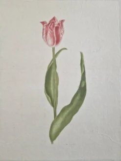 Dessin à l'aquarelle sur soie - Tulipe - La Roche Laffitte (Né en 1943)