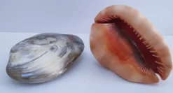 deux coquillages nacrés taille XL