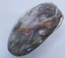 deux coquillages nacrés taille XL