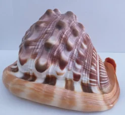 deux coquillages nacrés taille XL