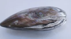 deux coquillages nacrés taille XL