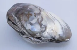 deux coquillages nacrés taille XL
