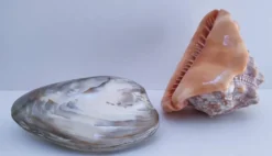 deux coquillages nacrés taille XL