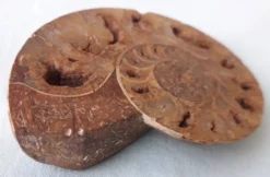 Fossile coquillage ammonite