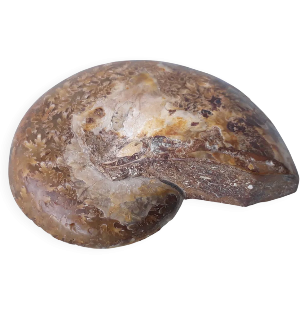 Fossile coquillage ammonite
