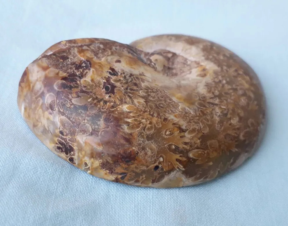 Fossile coquillage ammonite