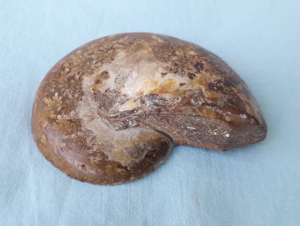 Fossile coquillage ammonite