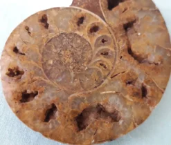 Fossile coquillage ammonite